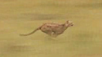 Cheetah sprinting
