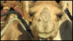 A camel's face, festival of the desert