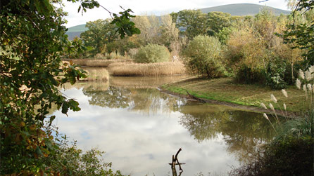 The Spinnies lagoons. Image by the North Wales Wildlife Trust
