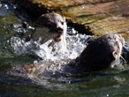 Otters playing