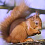 Islands Index (Image: Red Squirrel)