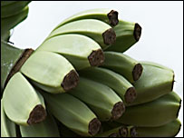 Bananas growing in a Plymouth garden