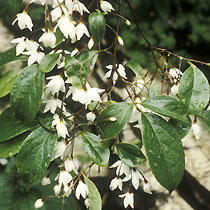 Styrax japonica 'Fargesii'