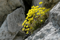 Yellow whitlowgrass (Draba aizoides) 