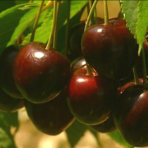 Cherry 'Merton Premier'