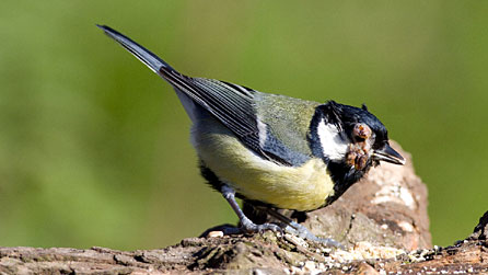 Great tit with avian pox. Photo: Liz Cutting