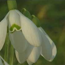 Snowdrop