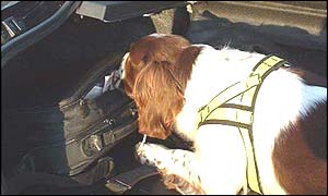 Cvičený pes prohledává zavazadla na hraničním přechodu