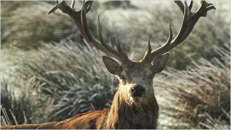 Red Deer c/o Jaybee and NE Wildlife