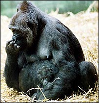 گوريل مناطق پست شرقی، کنگو