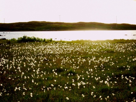 cotton grass, benbecula