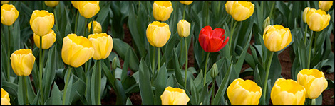 Tulips