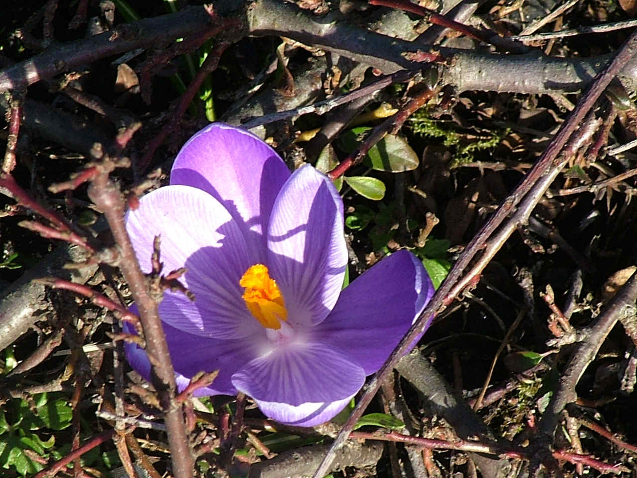 Crocus outside Somerfields in February