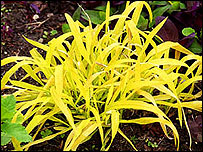 Millium effusum 'Aureum'