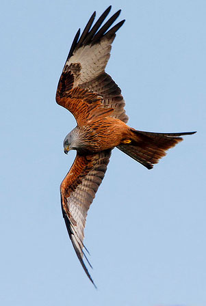 red kite