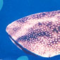 A whale shark