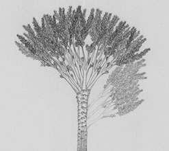 Reconstruction line drawing of Wattieza (credit: Frank Mannolini/New York State Museum.)