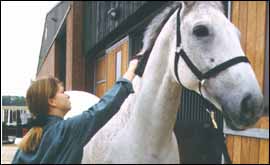 A groom at work at Moreton Morrell 