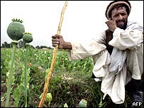 پوست کی پچہتر فیصد کاشت افغانستان میں ہوتی ہے