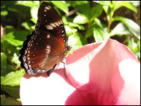 borboleta Lua Azul