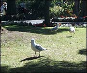 Seagulls in Dartmouth