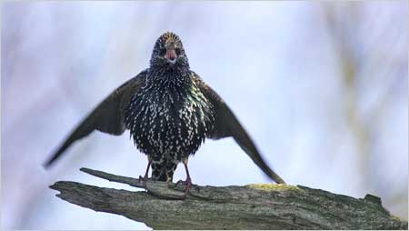 Starling c/o Jaybee and North East Wildlife