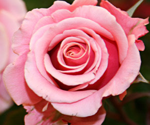 R. 'Truly Scrumptious'