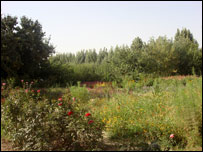سرکاري باغ