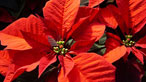 Poinsetia