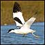 Avocet