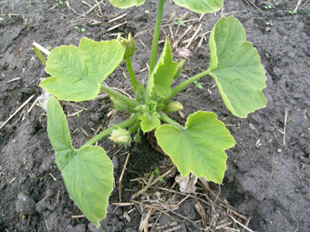 Look very closely to see the teeny tiny yellow courgettes