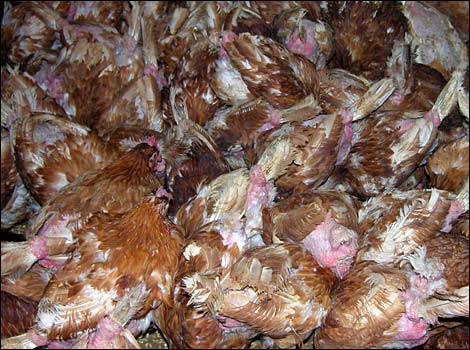 Swindon and District Animal Haven - Chickens
