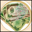 انفلاسيون