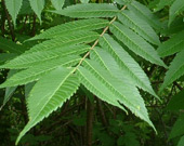 Ailanthus altissima