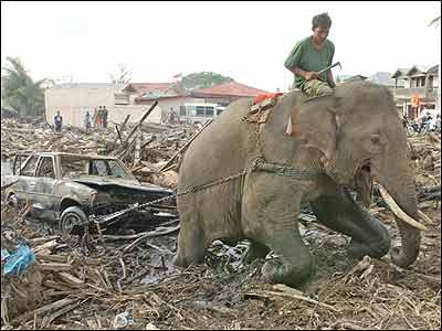 بازسازی ويرانه های سونامی