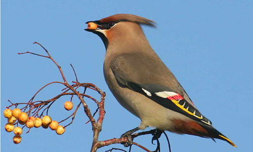 waxwing