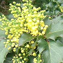 Mahonia