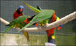 Rainbow Lorikeet