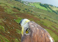 Eagle Cam