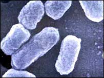 E. coli