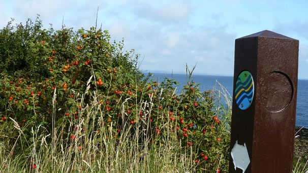 Fife Coastal Path waymarker with rosehips