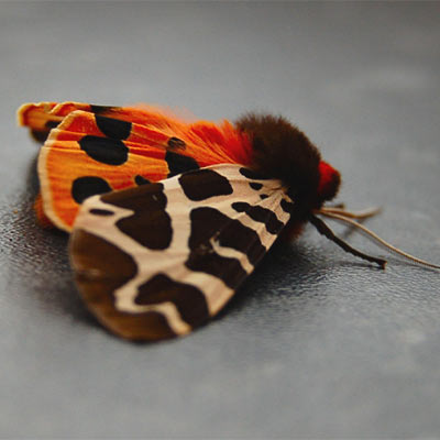 tiger_moth_julie_mckenna.jpg