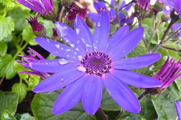 Thirteen petals on a flower