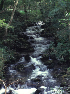 Fast flowing river in woodland