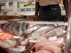 Fish Counter