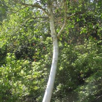 Erman's birch