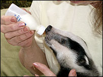 Woman hand rearing badger cub