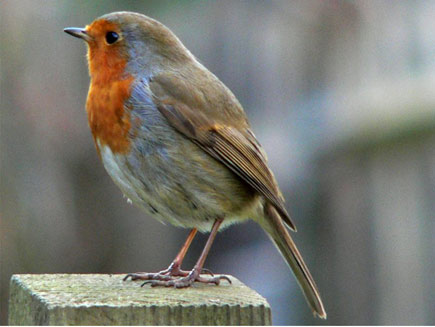 A red breasted robin sits perched on a pole.
