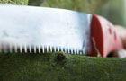 Pruning saw