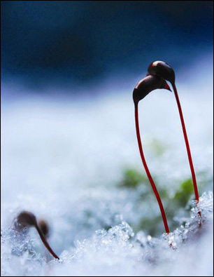 苔藓